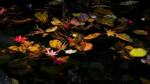 Dead leaves of maples flowing through the pond Stock Footage 145312945