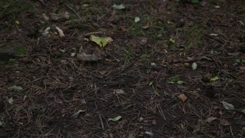 Dead leaves on path, slider shot, English Woods, slow motion, 4k Stock Footage 252203351