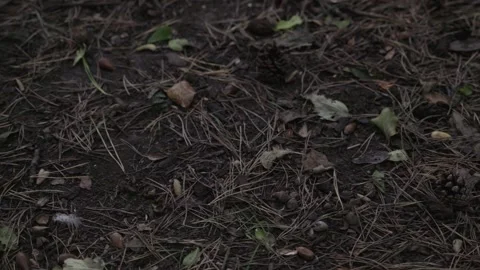 Dead leaves on path, slider shot, slow motion, 4k, Close up Stock Footage 252203511