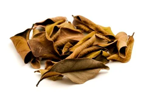 Dead leaves Stock Photos