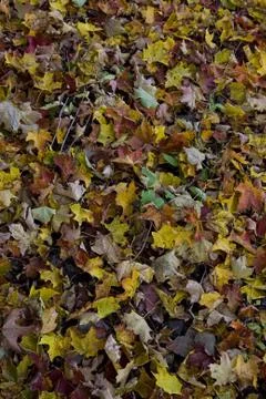 Dead leaves Stock Photos