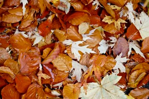 Dead leaves Stock Photos