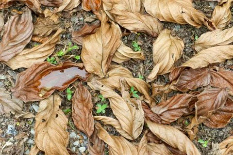 Dead leaves Stock Photos