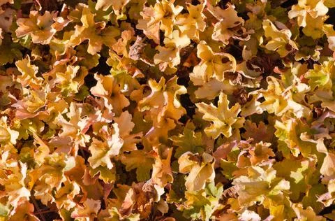 Dead leaves Stock Photos