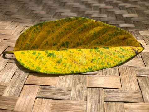 Dead leaves Stock Photos