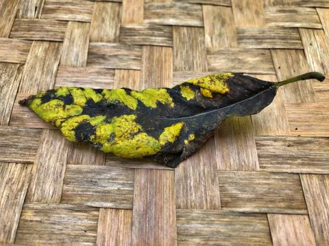 Dead leaves Stock Photos