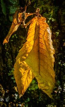 Dead leaves 写真素材