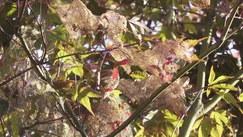Dead Leaves on a Plant Stock Footage 78972754