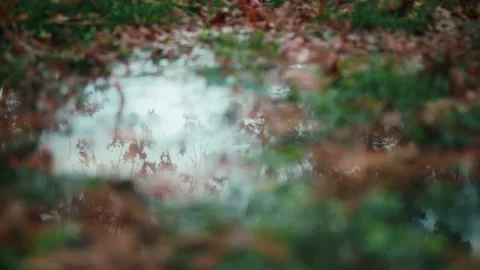 Dead Leaves in Puddle of Rain Water Stock Footage 201119856