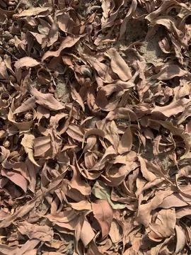 Dead leaves texture closeup Foto stock