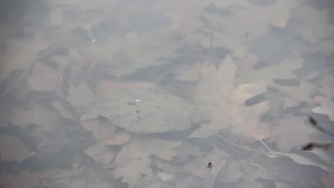 Dead leaves in water Stock Footage