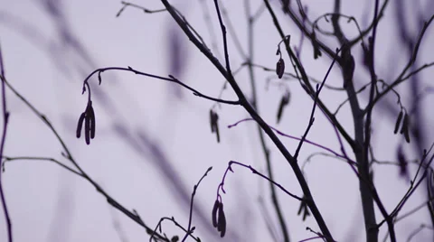 Dead Leaves, Windy, Branches, Winter, CU Stock-Footage 33667603