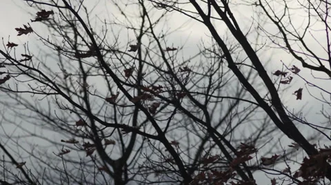 Dead Leaves, Windy, Branches, Winter, MS Stock-Footage 33692684
