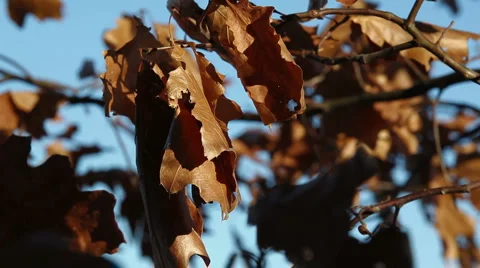 Dead leaves in winter breeze_01 Stock Footage 2229231