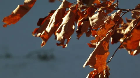 Dead leaves in winter breeze_02 Stock Footage 2226946