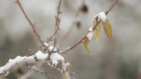 Dead leaves in winter 動画素材 259619049
