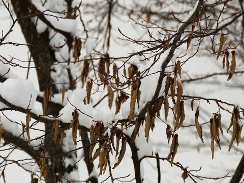 Dead Leaves on a Winter Tree Vidéo 73547436