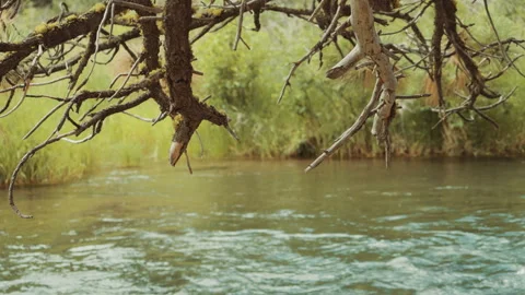Dead lichen covered branches hanging over a flowing river Stock-Footage 348048439