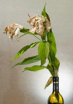 Dead Lily in a Bottle Stock Photos
