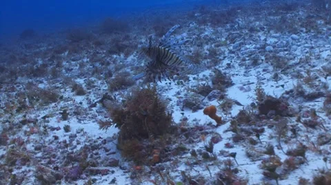 Dead lionfish drifting Видео 7761987