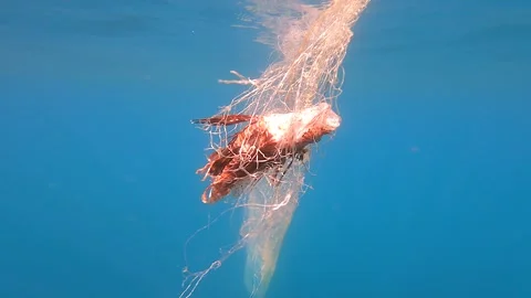 Dead lionfish hangs in ghost net underwater showing lethal - Marine Pollution Stock Footage 339973786