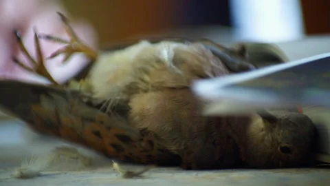 Dead little bird lying on the ground Stock Footage 328192211