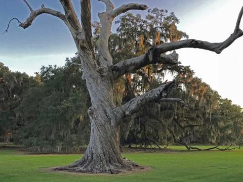 Dead Live Oak Tree 库存照片