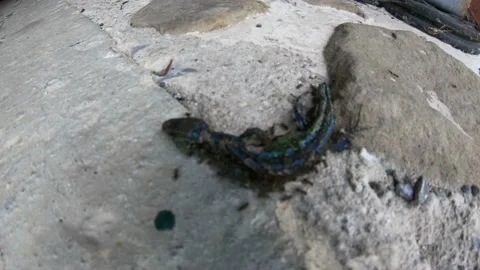 Dead lizard and ants - timelapse Stock Footage 146021135