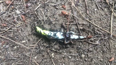 A dead lizard being eaten by ants. Stock Footage 340634151