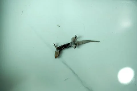 Dead lizard on fall Foto stock