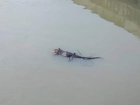 Dead Lizard Floating in Murky River Water Stock-Fotos