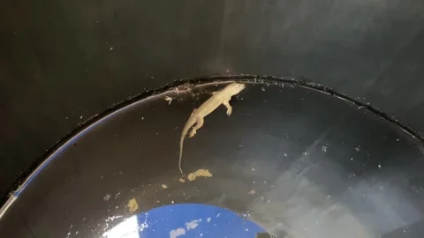 Dead lizard floating on water inside bucket. Life and Animal concept Stock Footage 268151302