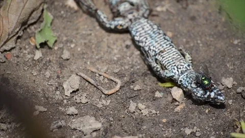 Dead lizard 動画素材 92954789