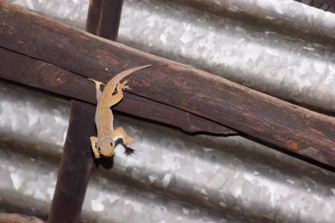 Dead lizard hanging on top of the ceiling. Stock Photos