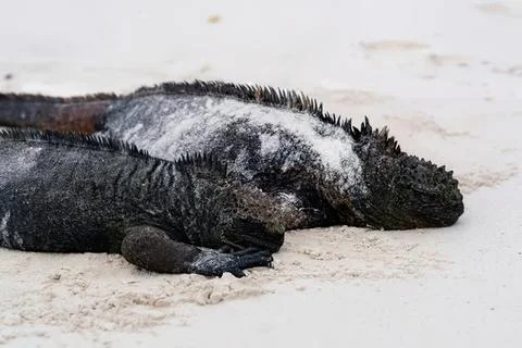 Dead lizard lying on sandy ground in natural setting Stock Photos