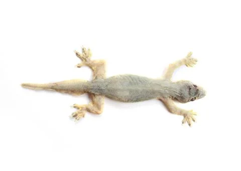 A dead lizard lying upside down , Reptile on white background isolate Stock Photos