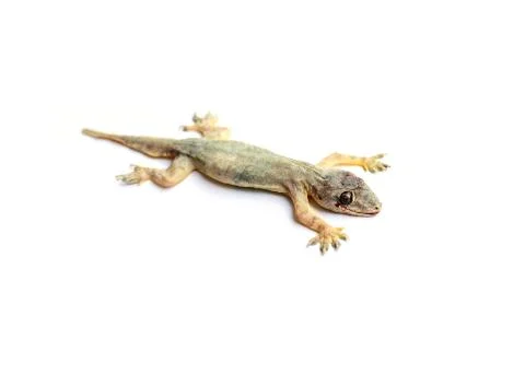 A dead lizard lying upside down , Reptile on white background isolate Stock Photos