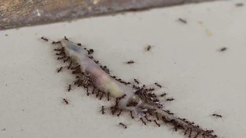 A dead lizard moving by black ants Stock Footage 200866935