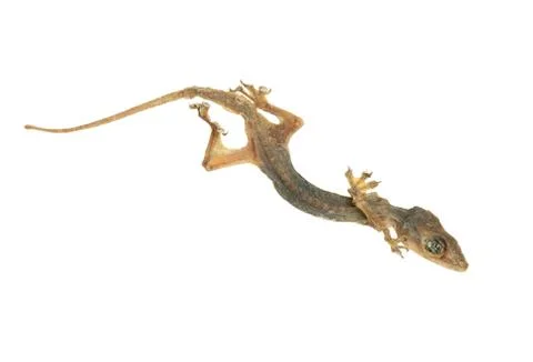 Dead lizard Stock Photos