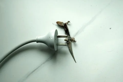 A dead lizard in a plug Foto stock
