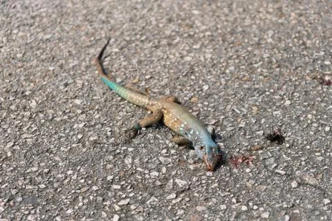 Dead lizard on the road roadkill Stock Photos