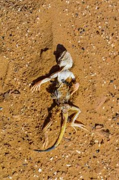 Dead lizard on sand background in desert Stock Photos