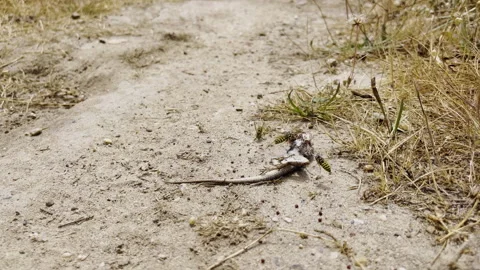 Dead Lizard Surrounded by Ants and Wasps Vidéo 344972536