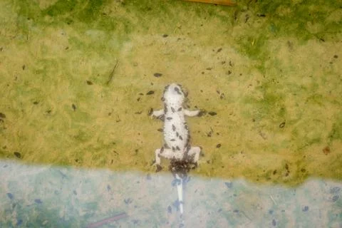 Dead lizard in water Stock Photos