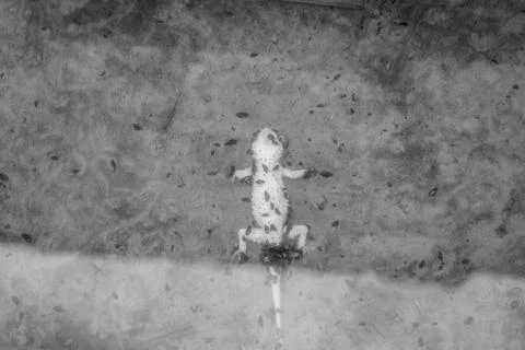 Dead lizard in water Stock Photos