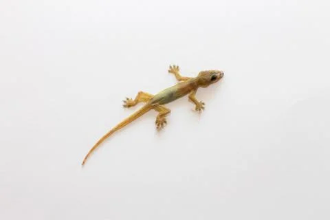 Dead lizard on white background.Close up dead and dried lizard isolated on wh Stock Photos