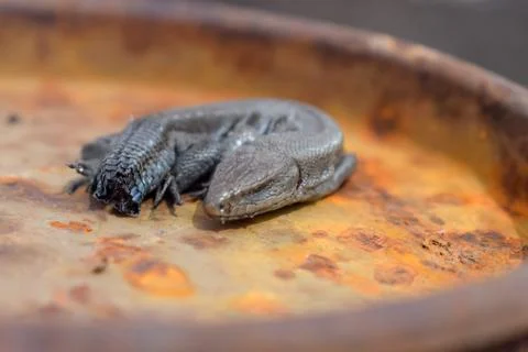 Dead lizard without tail on rusty surface close-up Stock Photos