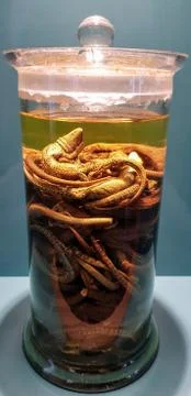 Dead lizards in a jar Stock Photos