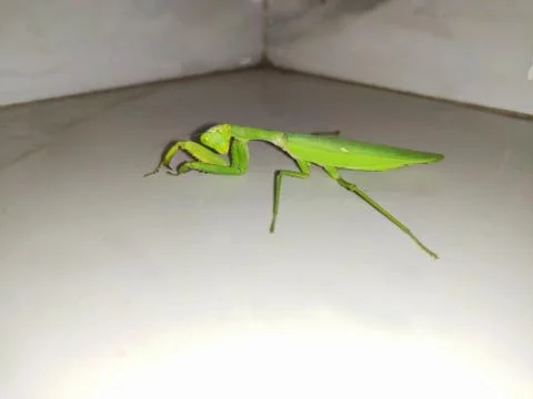 Dead Locust Grass hopper Stock Photos