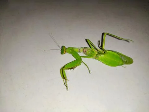 Dead Locust Grass hopper Stock Photos